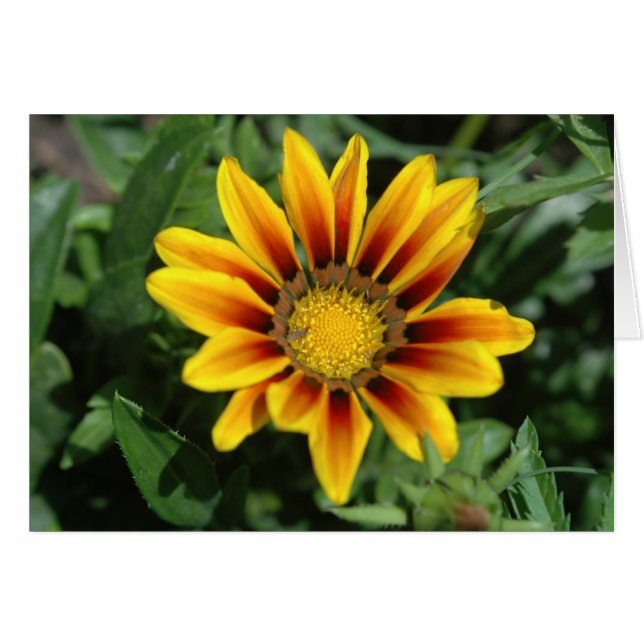 Carte Blanketflower (Devant horizontal)