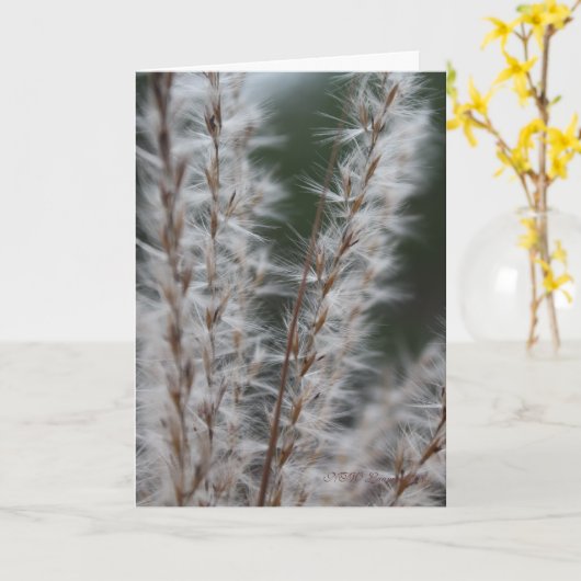 Carte Blé d'hiver (Fleur jaune)