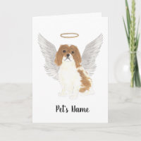Blenheim Cavalier King Charles Spaniel Sympathie