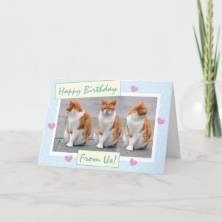 Carte Bleu Ciel Drôle Des Chats Photo Joyeux Anniversair