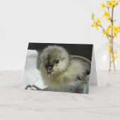 Carte Bleu Cochin Chick dans une Teup (Fleur jaune)