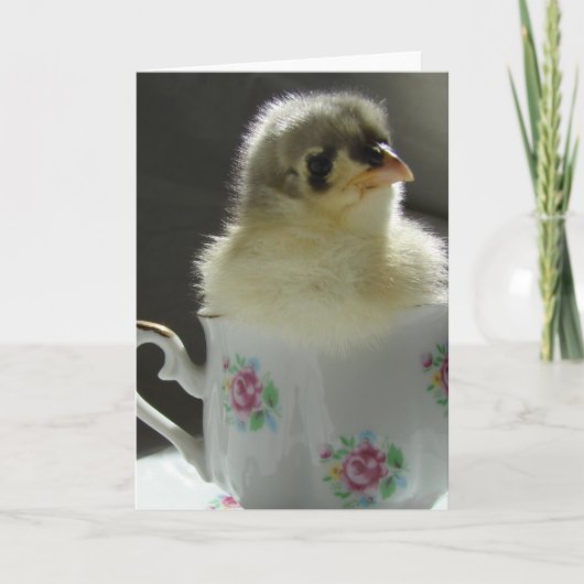 Carte Bleu Cochin Chick dans une Teup (Devant)