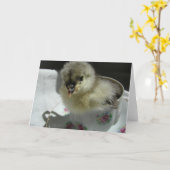 Carte Bleu Cochin Chick dans une Teup (Fleur jaune)