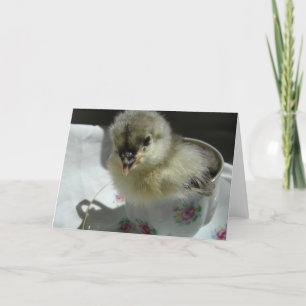 Carte Bleu Cochin Chick dans une Teup