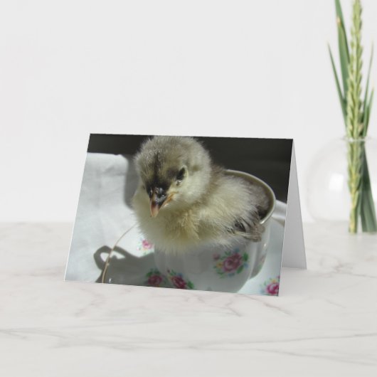Carte Bleu Cochin Chick dans une Teup (Devant)