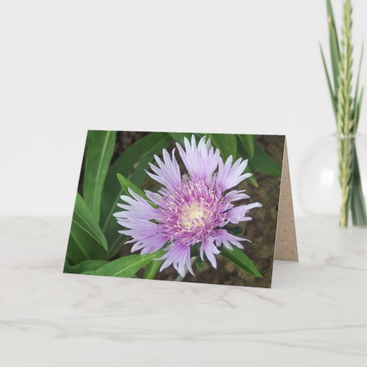 Carte Bleu Danube Stokes Aster Flower (Devant)