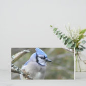 Carte Bleu Jay (Debout devant)