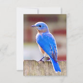 Carte Bleu-oiseau (Devant)