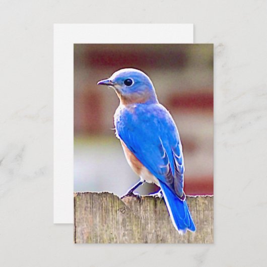 Carte Bleu-oiseau (Devant / Derrière)