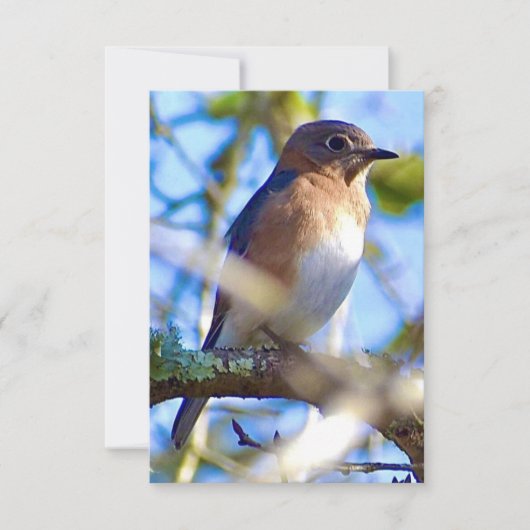Carte Bleu-oiseau (Devant)