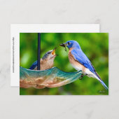 Carte Bleu-oiseau (Devant / Derrière)