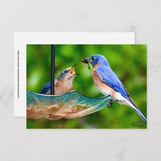 Carte Bleu-oiseau (Devant / Derrière)