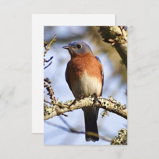 Carte Bleu-oiseau (Devant / Derrière)