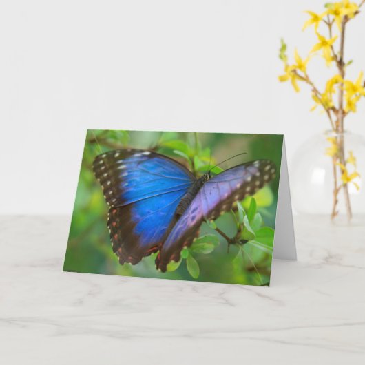Carte Bleu Papillon (Fleur jaune)