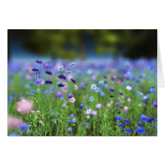 Carte bleue de Cornflower (Devant horizontal)