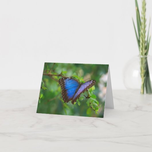 Carte Bleue Papillon Morpho (Devant)