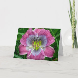 Carte Bleus de Dixie de Daylily '