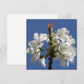 Carte Bloom du printemps blanc (Devant / Derrière)