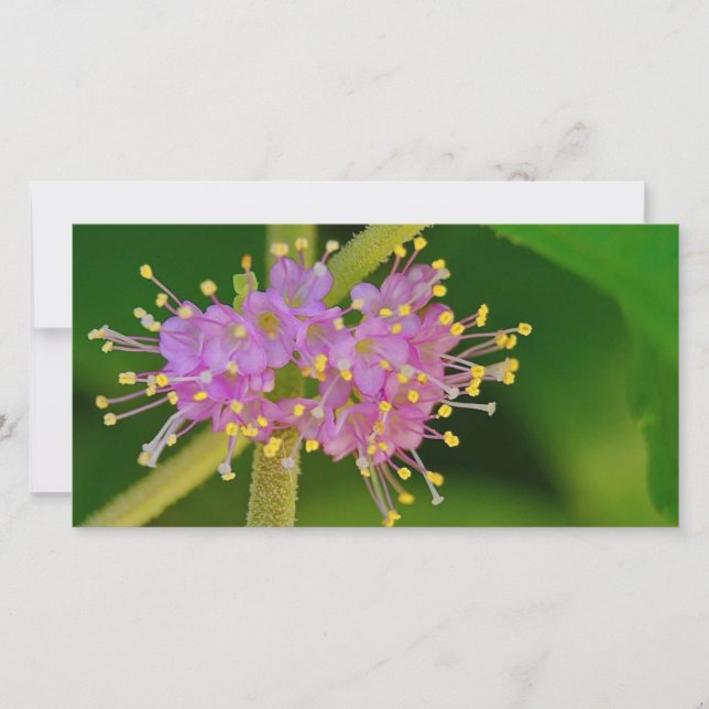 Carte Blooms (Devant)