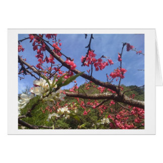 Carte Blossom