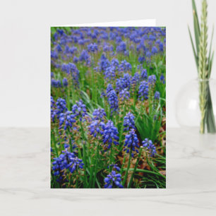 Carte Blue Armenian Hyacinth