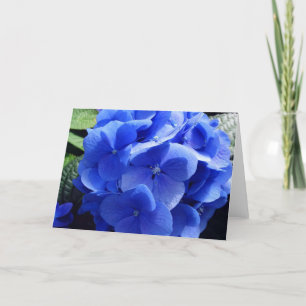 Carte Blue Hydrangea
