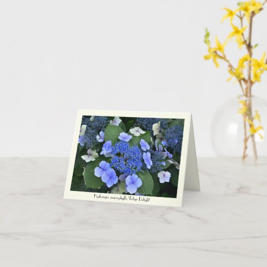 Carte Blue Hydrangea Collectible Greeting Cards (Fleur jaune)