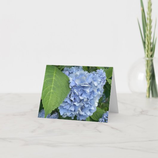 Carte Blue Hydrangea (Hydrangea macrophylla) (Devant)