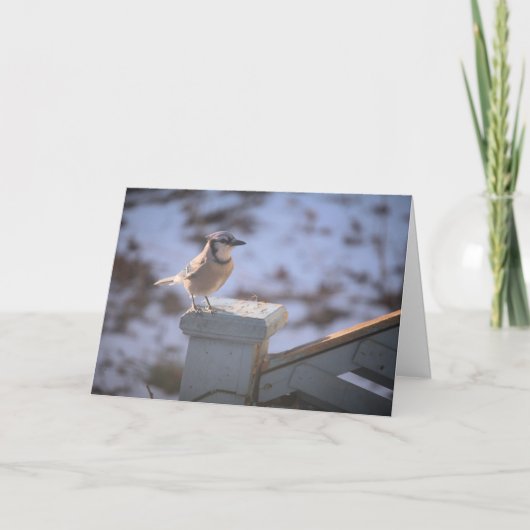 Carte Blue Jay (Devant)