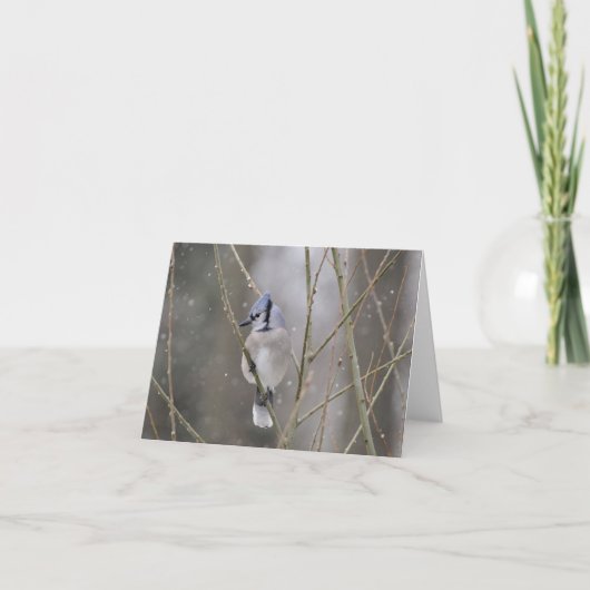 Carte Blue jay in the Snow (Devant)