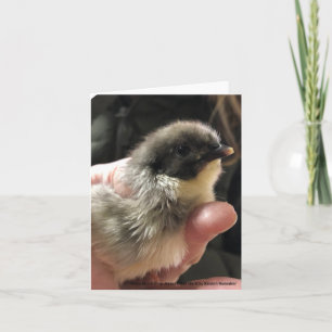Carte Blue Jersey Giant Chick