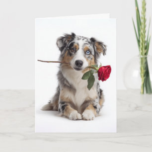 Carte Blue Merle Aussie Saint-Valentin – Amour dévoué