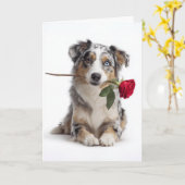 Carte Blue Merle Aussie Saint-Valentin – Amour dévoué (Fleur jaune)