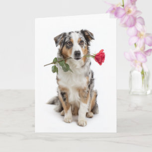 Carte Blue Merle Aussie Saint-Valentin – Amour dévoué