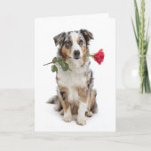 Carte Blue Merle Aussie Valentine – Devoted Love (Devant)