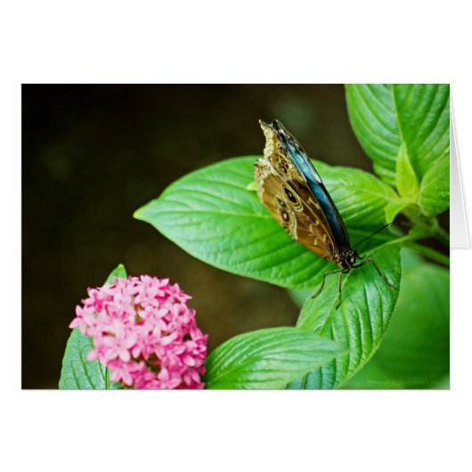 Carte Blue Morpho 143 (Devant Horizontal)