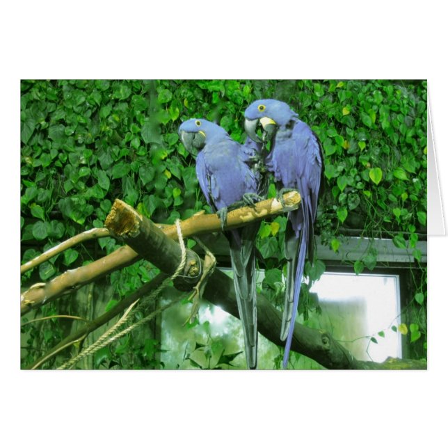 Carte Blue Twin Parrots (Devant horizontal)