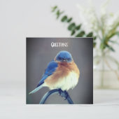 Carte Bluebird (Debout devant)