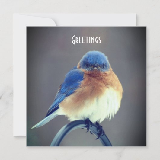 Carte Bluebird (Devant)