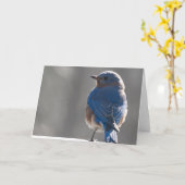 Carte Bluebird (Fleur jaune)