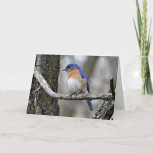 Carte Bluebird, Birthday