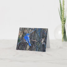 Bluebird of Happiness Grey Card