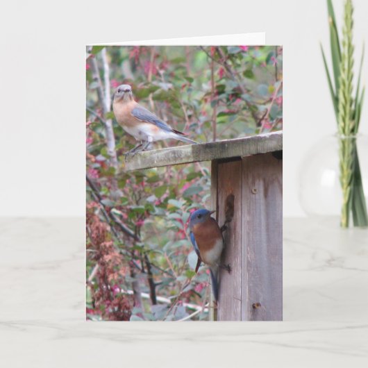 Carte Bluebirds de l'Est (Devant)