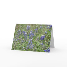 Bluebonnets du Texas