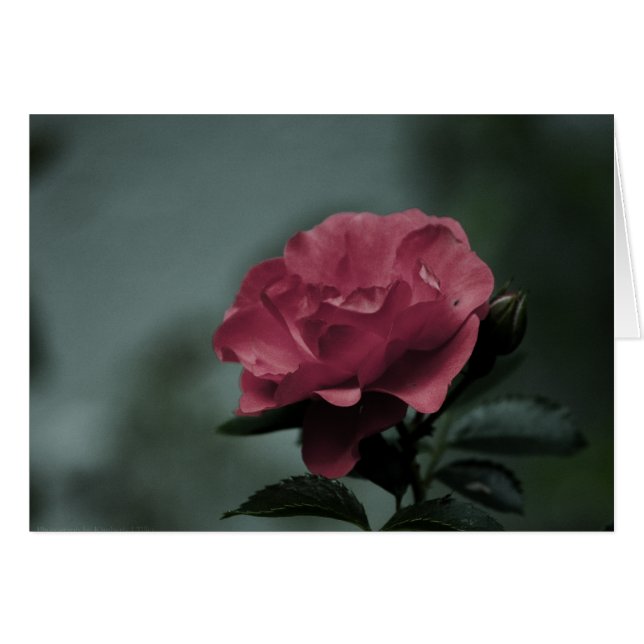 Carte Blush royale (Devant Horizontal)