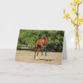 Carte Bob Langrish | Akhal Teke Stallion Leaping (Fleur jaune)