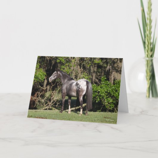 Carte Bob Langrish | Appaloosa debout (Devant)