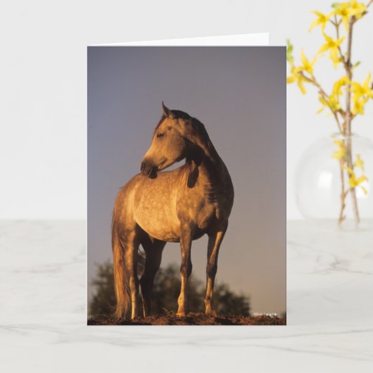 Carte Bob Langrish | Arab Standing On Hill At Sunset (Fleur jaune)