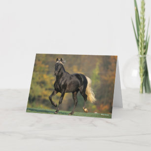 Carte Bob Langrish   Automne Rocky Mountain Horse