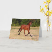Carte Bob Langrish | Baie Colt andalou En Champ (Fleur jaune)